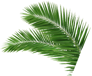Leaf1