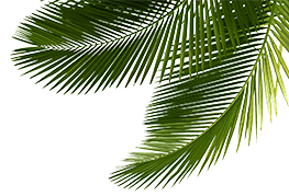 Leaf3