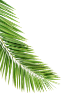 career_leaf1