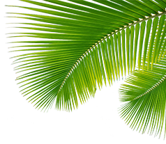 client_leaf1