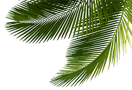 Leaves in Background 5