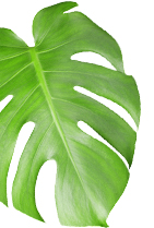 leaf1
