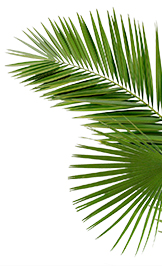 leaf2