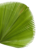 Leaves In Background 6