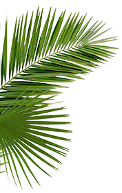 Leaves in Background 2