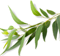 Leaves in Background 1
