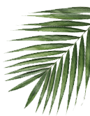 Leaves in Background 5