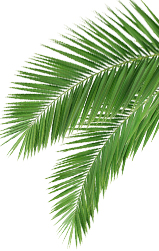 Leaves in Background 3