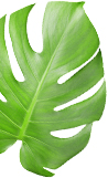 Leaves in Background 4